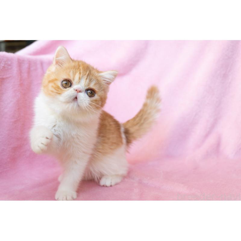 販売中の神奈川県のエキゾチックショートヘア-132300の22枚目