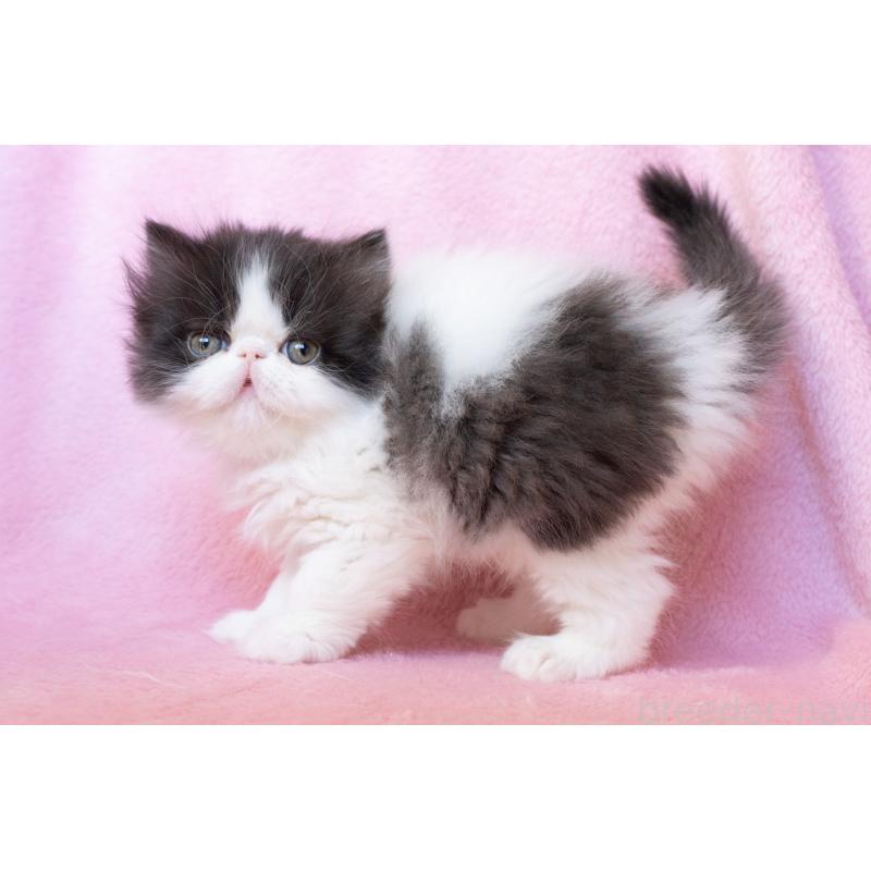 販売中の東京都のエキゾチックロングヘア-136091の5枚目