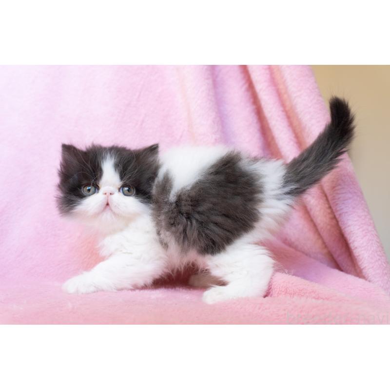 販売中の東京都のエキゾチックロングヘア-136091の3枚目