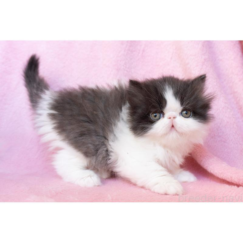 販売中の東京都のエキゾチックロングヘア-136091の2枚目