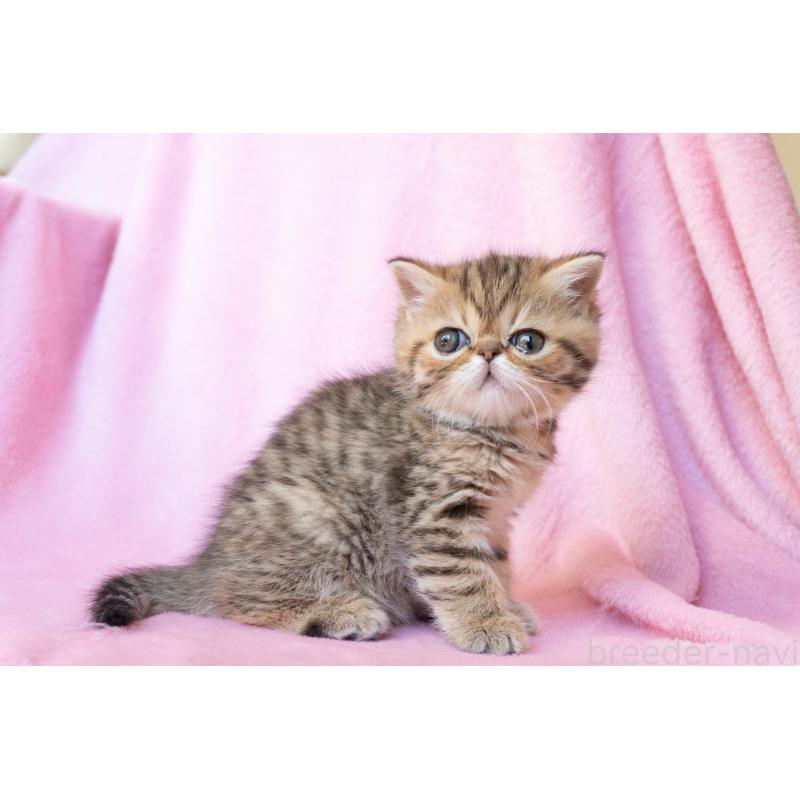 販売中の東京都のエキゾチックショートヘア-136092の4枚目