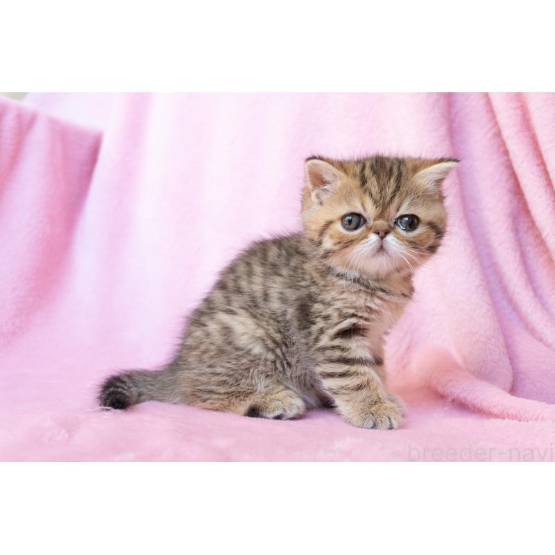 販売中の東京都のエキゾチックショートヘア-136092の2枚目