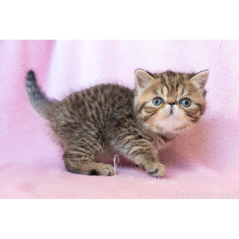 販売中の東京都のエキゾチックショートヘア-136093の5枚目