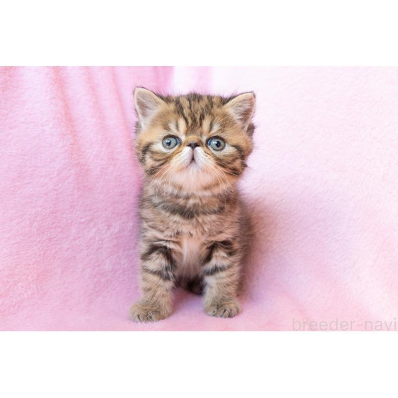 販売中の東京都のエキゾチックショートヘア-136093の4枚目