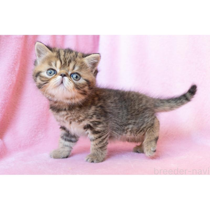 販売中の東京都のエキゾチックショートヘア-136093の3枚目