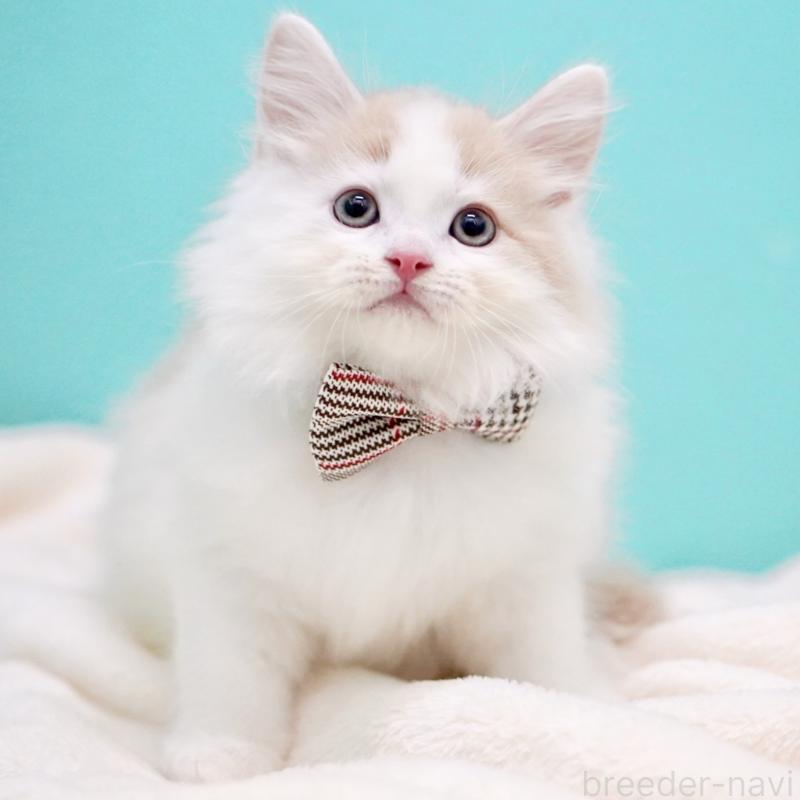 販売中の東京都のサイベリアン-133716の14枚目