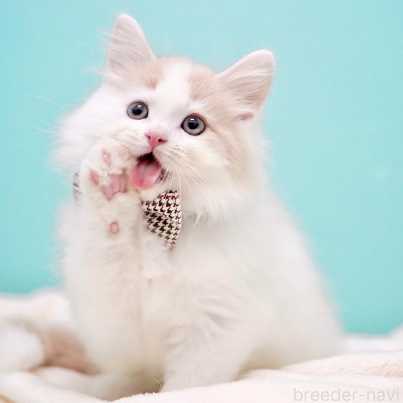 販売中の東京都のサイベリアン-133716の12枚目