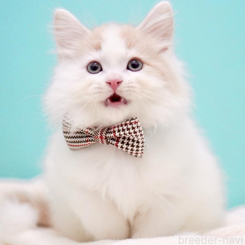 販売中の東京都のサイベリアン-133716の11枚目