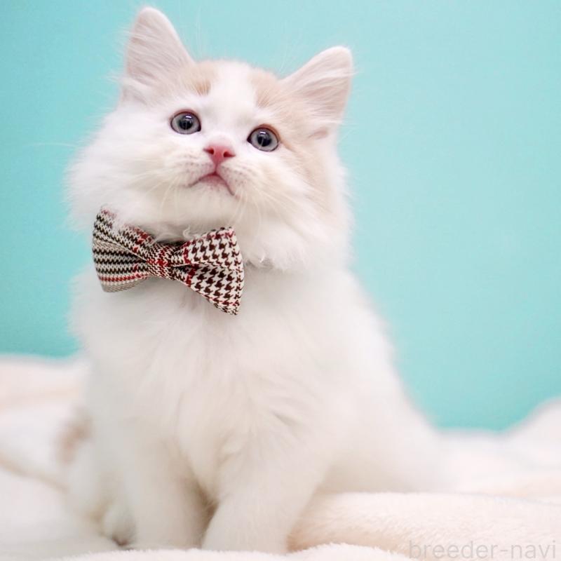 販売中の東京都のサイベリアン-133716の10枚目