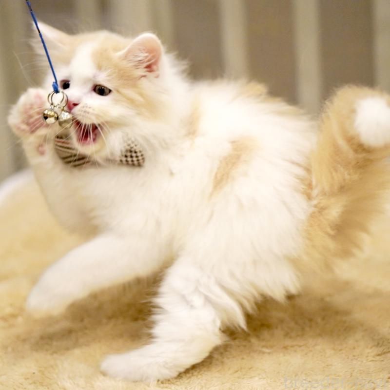 販売中の東京都のサイベリアン-133716の8枚目