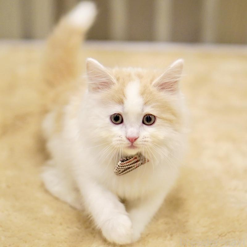 販売中の東京都のサイベリアン-133716の7枚目