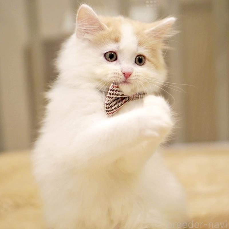 販売中の東京都のサイベリアン-133716の6枚目