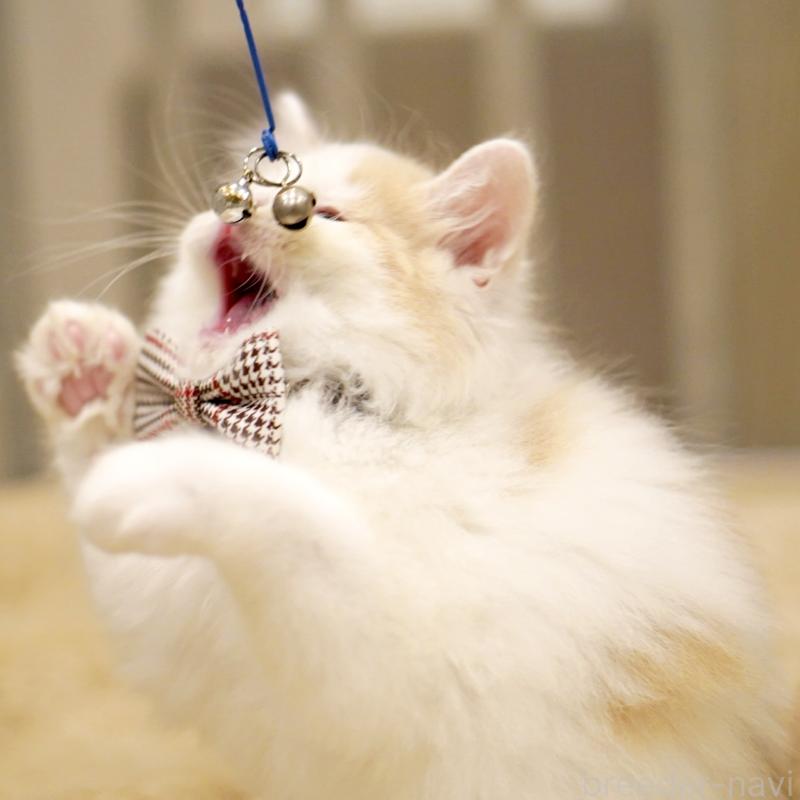 販売中の東京都のサイベリアン-133716の5枚目