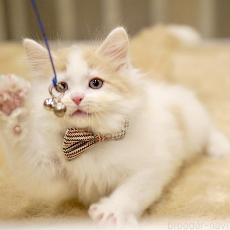 販売中の東京都のサイベリアン-133716の4枚目