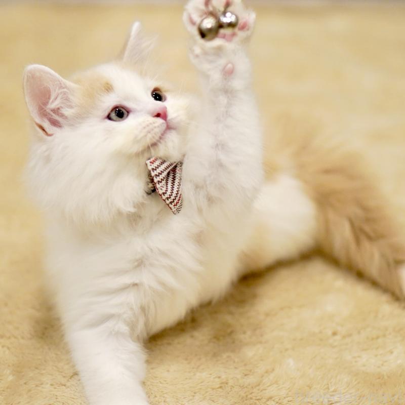 販売中の東京都のサイベリアン-133716の2枚目