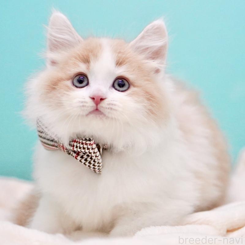 販売中ののサイベリアン-133719