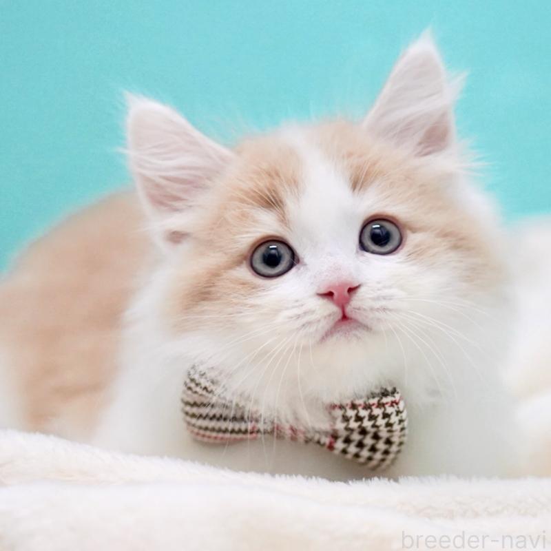 販売中の東京都のサイベリアン-133719の15枚目