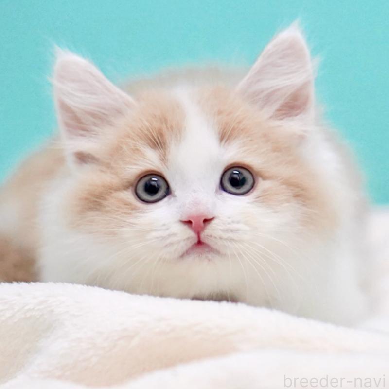 販売中の東京都のサイベリアン-133719の14枚目