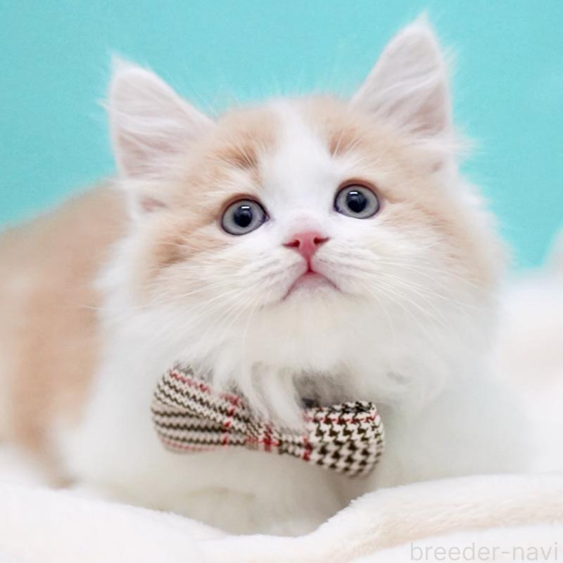 販売中の東京都のサイベリアン-133719の13枚目