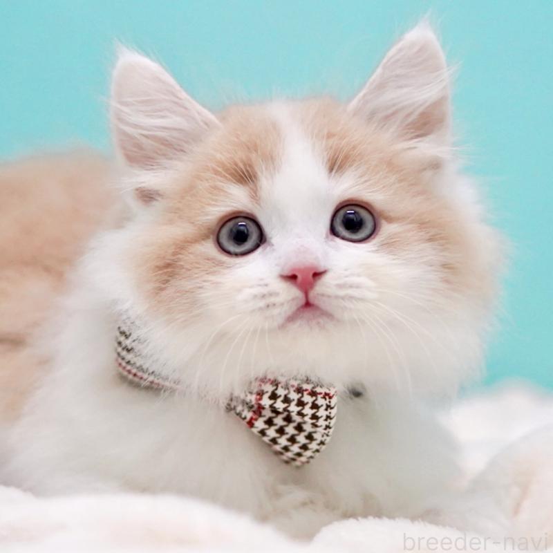 販売中の東京都のサイベリアン-133719の12枚目