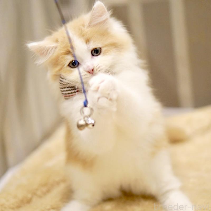 販売中の東京都のサイベリアン-133719の10枚目