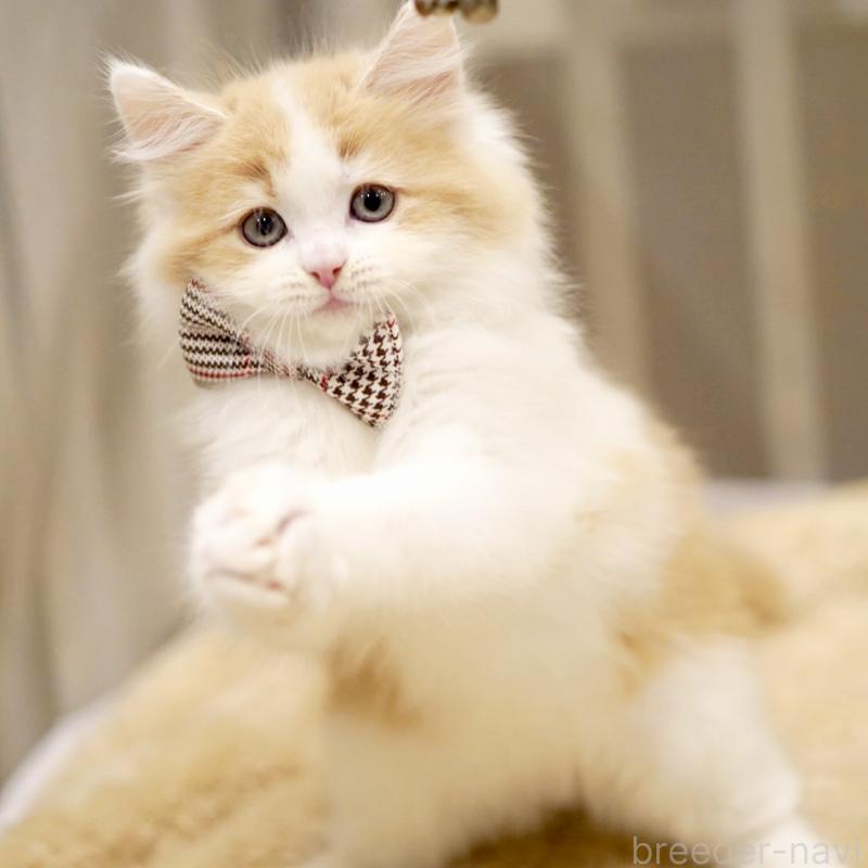 販売中の東京都のサイベリアン-133719の9枚目