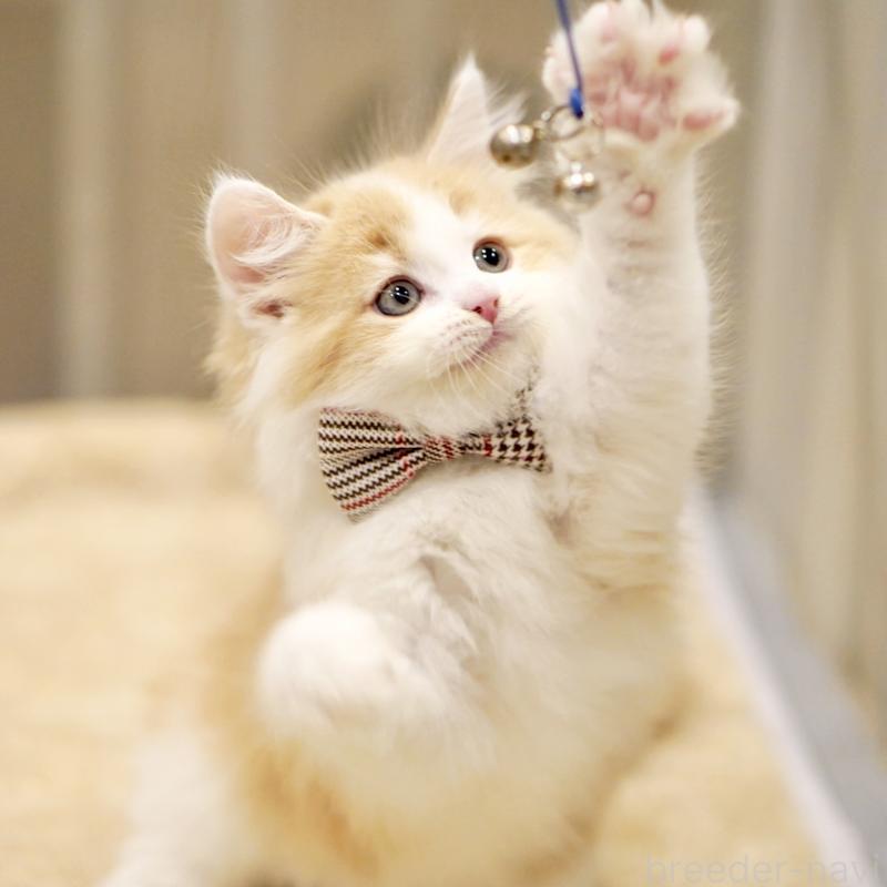 販売中の東京都のサイベリアン-133719の8枚目