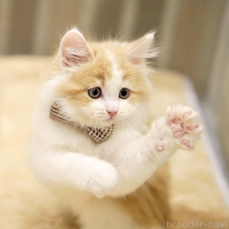 販売中の東京都のサイベリアン-133719の7枚目