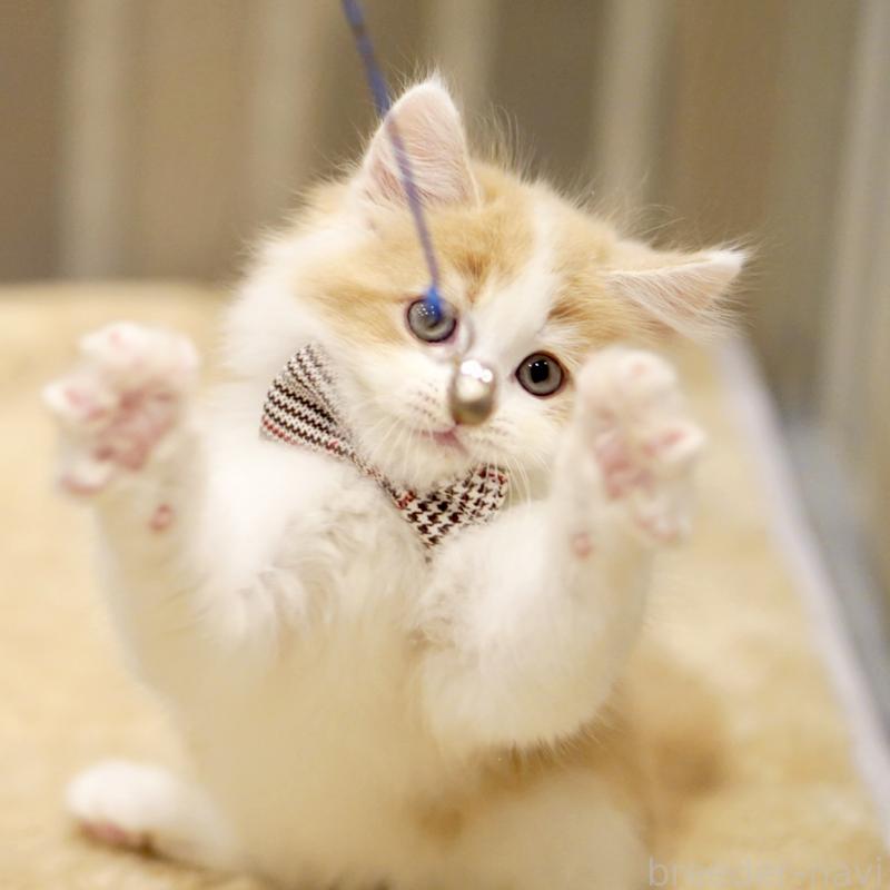 販売中の東京都のサイベリアン-133719の6枚目