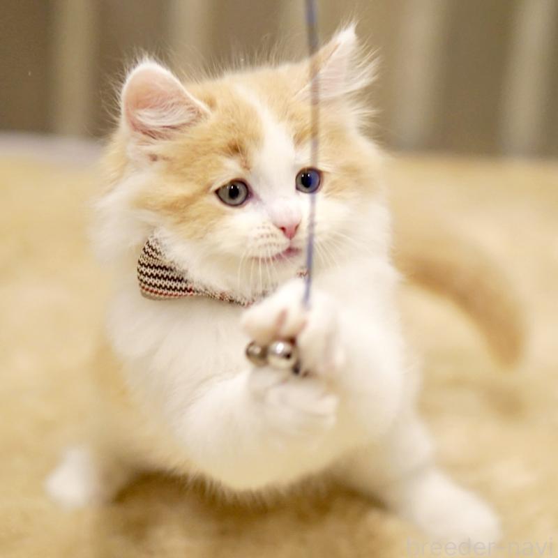 販売中の東京都のサイベリアン-133719の5枚目