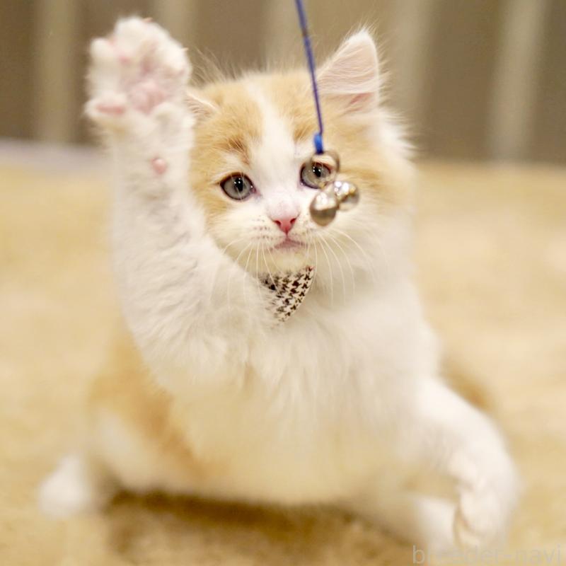 販売中の東京都のサイベリアン-133719の4枚目