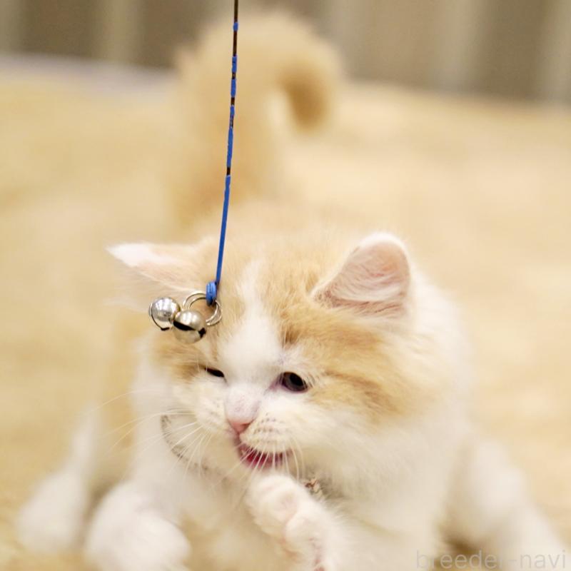 販売中の東京都のサイベリアン-133719の2枚目