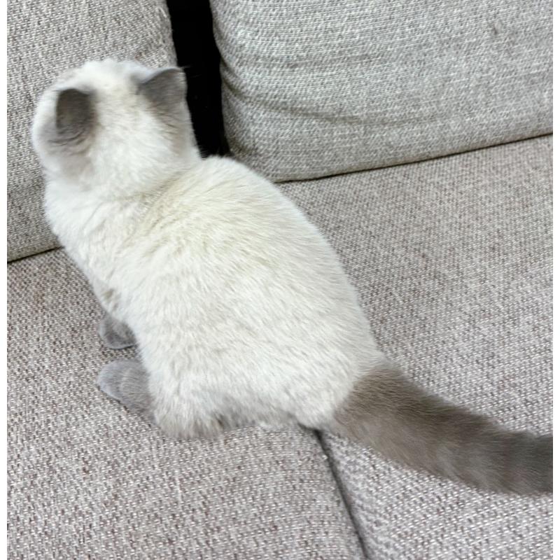 販売中の東京都のエキゾチックショートヘア-132035の3枚目