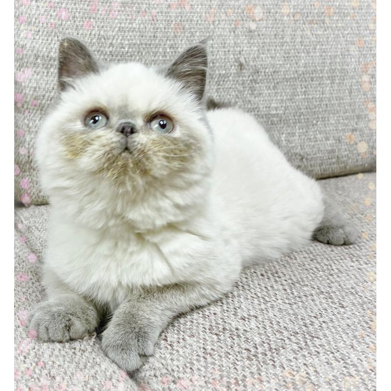 販売中の東京都のエキゾチックショートヘア-132035の2枚目