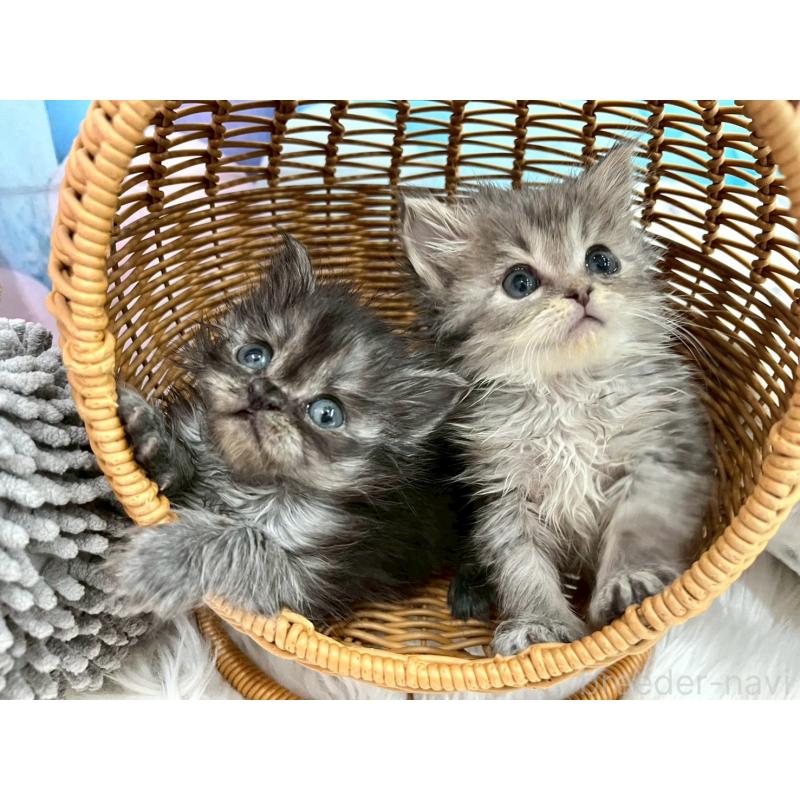 販売中の埼玉県のサイベリアン-136080の2枚目