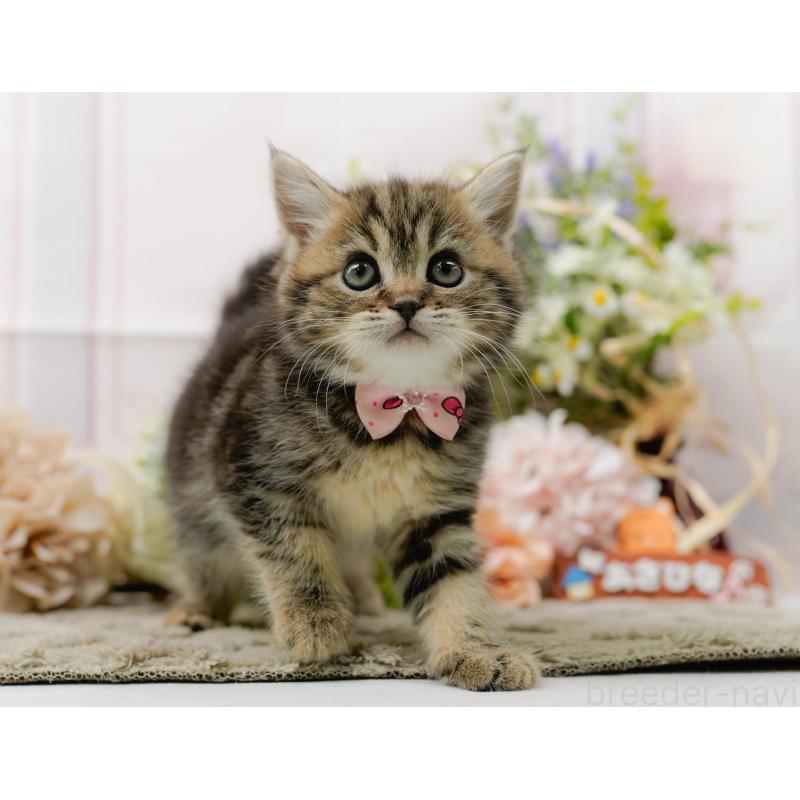 販売中の神奈川県のミヌエット-136328の10枚目