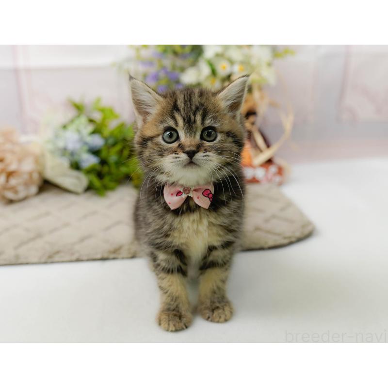 販売中の神奈川県のミヌエット-136328の7枚目