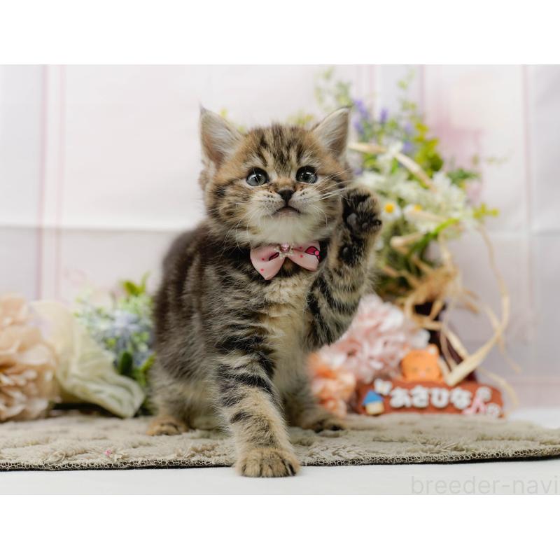 販売中の神奈川県のミヌエット-136328の6枚目