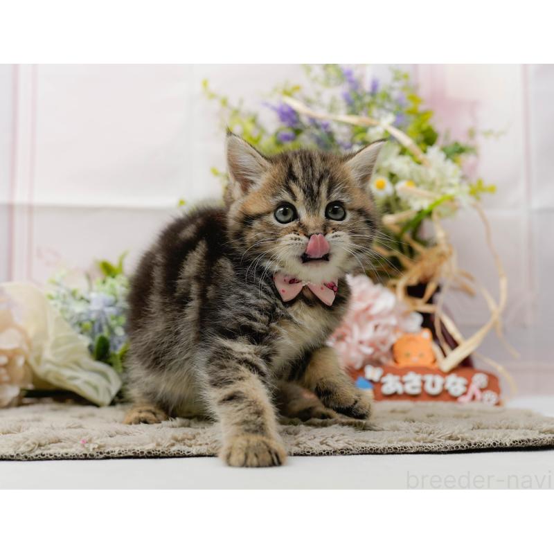 販売中の神奈川県のミヌエット-136328の5枚目