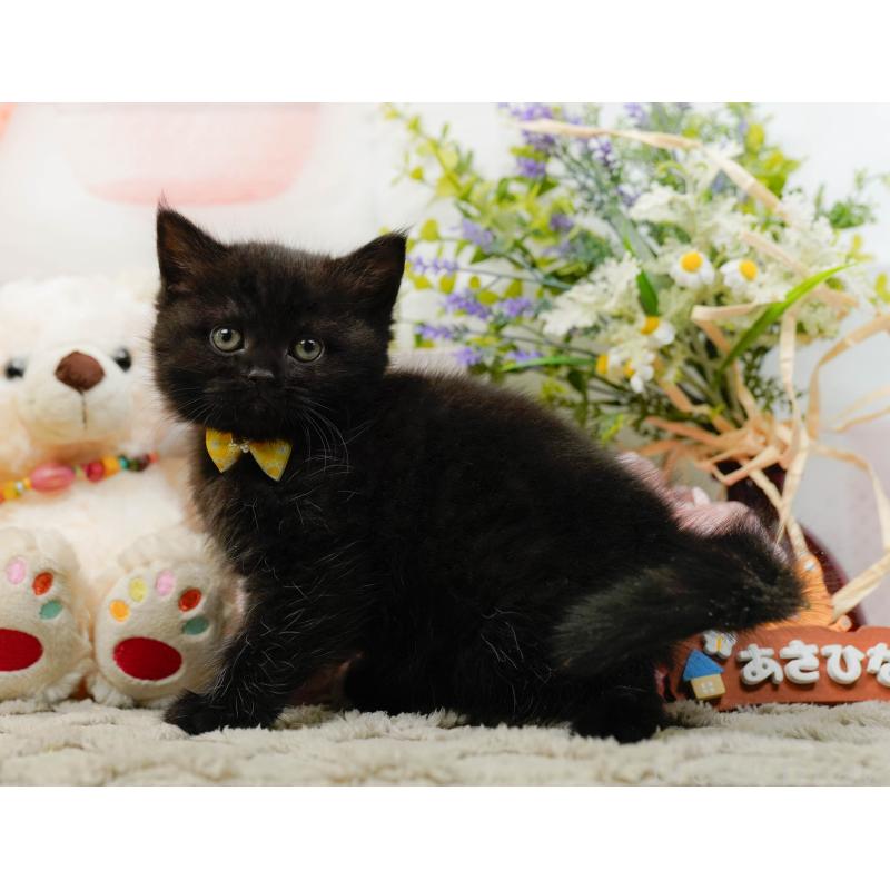 販売中の神奈川県のミヌエット-136327の10枚目