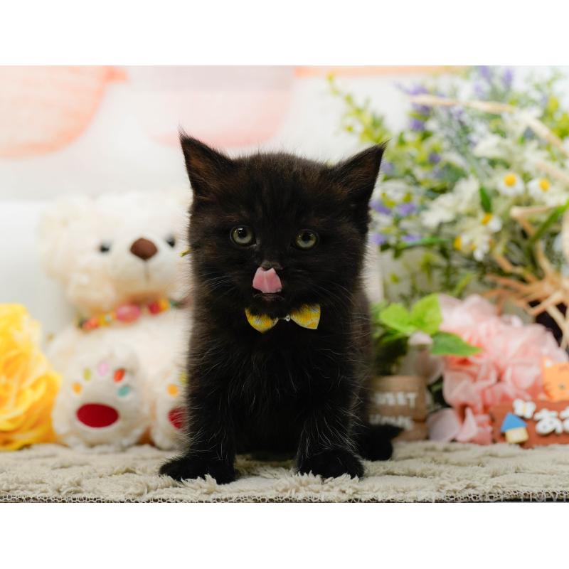 販売中の神奈川県のミヌエット-136327の9枚目