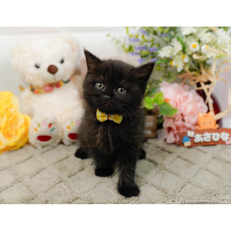 販売中の神奈川県のミヌエット-136327の8枚目