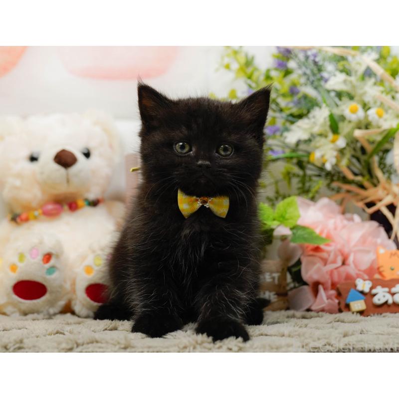 販売中の神奈川県のミヌエット-136327の7枚目