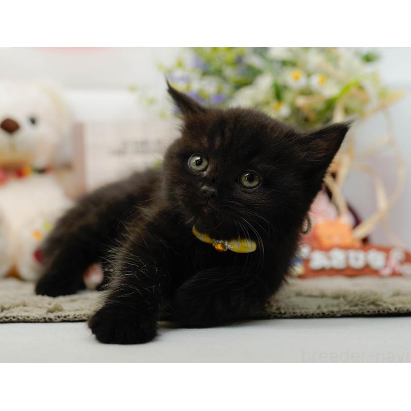 販売中の神奈川県のミヌエット-136327の5枚目