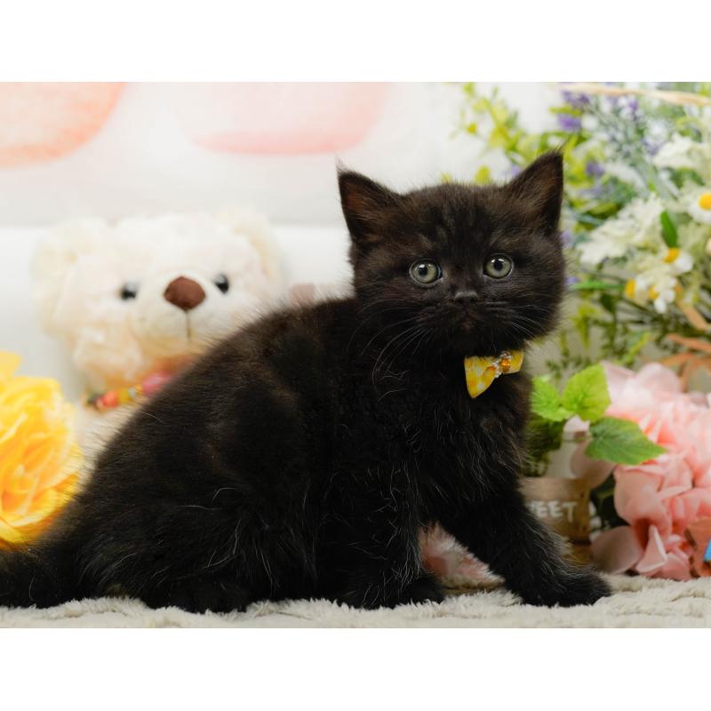 販売中の神奈川県のミヌエット-136327の4枚目