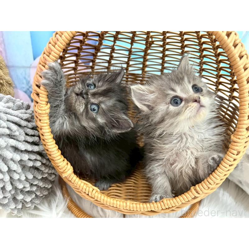 販売中の埼玉県のサイベリアン-136077の2枚目