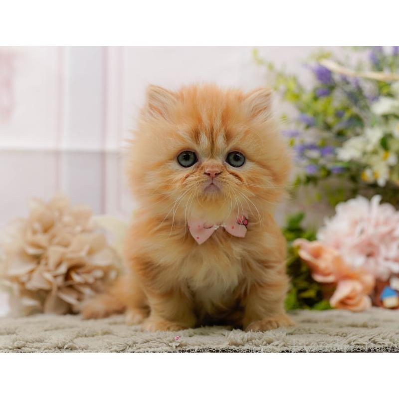 販売中の神奈川県のラガマフィン-136303の10枚目