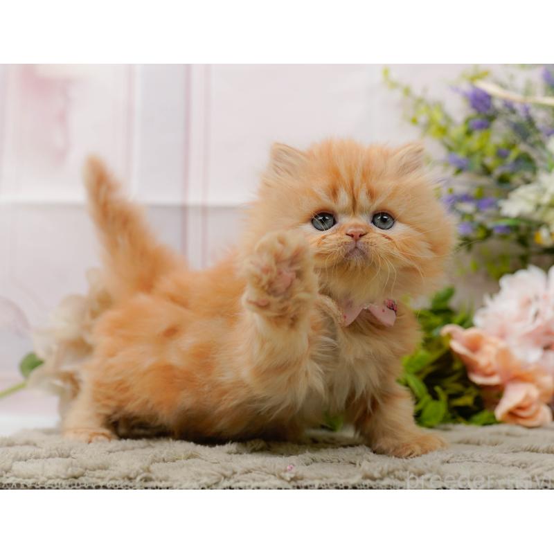 販売中の神奈川県のラガマフィン-136303の9枚目