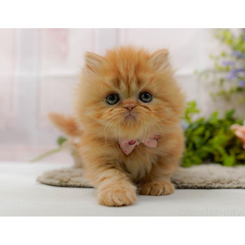 販売中の神奈川県のラガマフィン-136303の7枚目