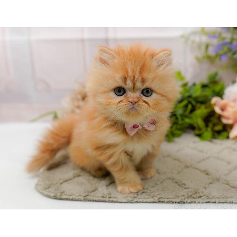 販売中の神奈川県のラガマフィン-136303の6枚目